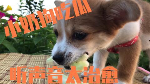 娱乐吃瓜菌小狗视频,娱乐菌带你领略萌宠欢乐时光