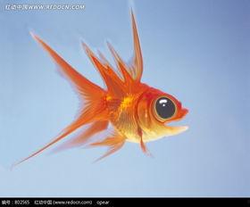 大眼睛金鱼图片